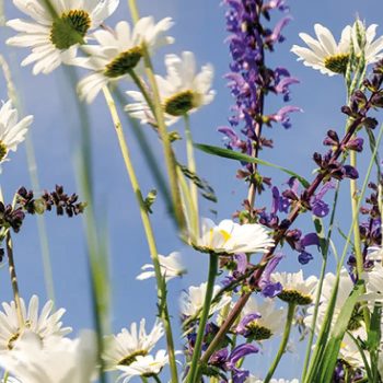 [Z] Vízbázisú bevonatok